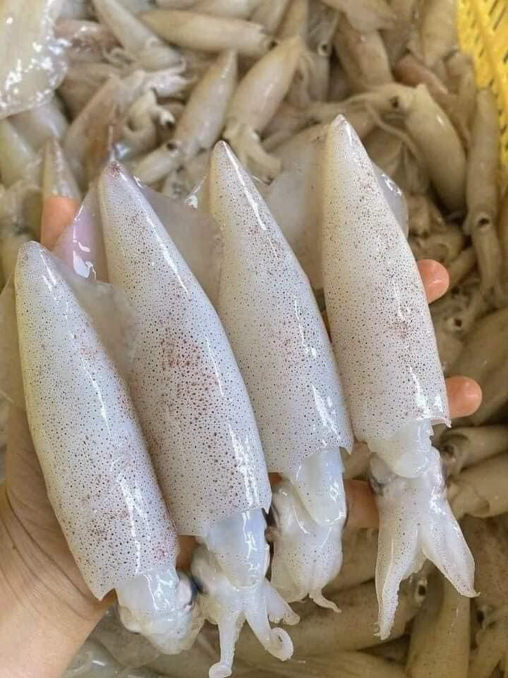 Mực có màu sắc sáng óng, phần da mỏng, nhìn rõ được các nếp nhăn trên da mực.